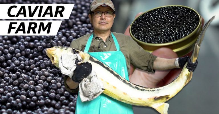 How Dinoville Aquafarm Produces Top Quality Caviar for Chefs in Korea