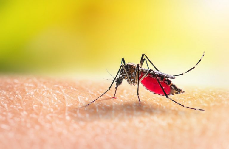 WHO approves the world’s first malaria vaccine