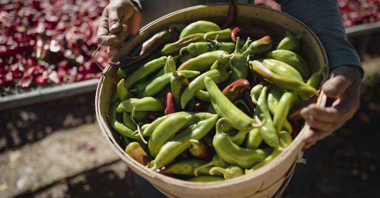 Get to Know the Chiles of Northern New Mexico, Cousins of the Hatch Chile
