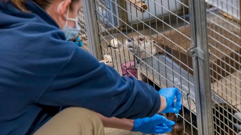 HERE WE GO… Milwaukee County Zoo Launches COVID-19 Vaccines Program to “High-Risk” Animals