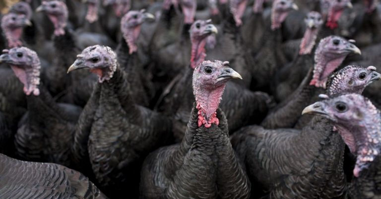 The rising price and scarcity of Thanksgiving turkeys in 2021, explained