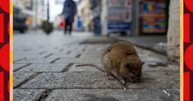 Are There Really More Rats at Restaurants Now? 