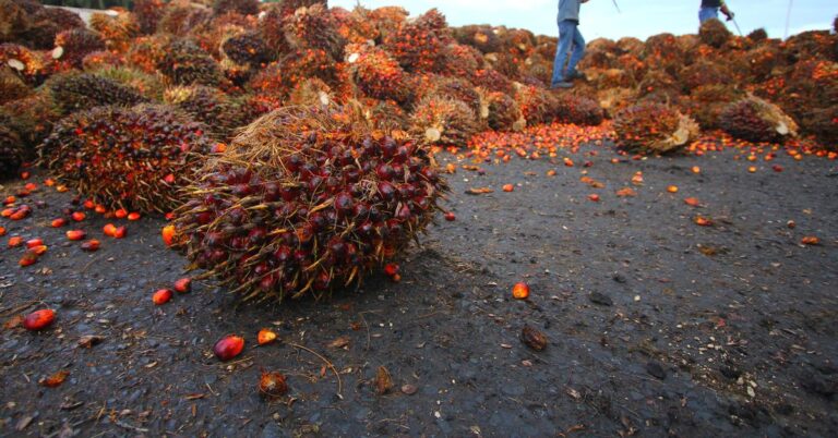 The History and Globalization of Palm Oil