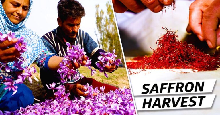 How Kashmiri Saffron Farmers Harvest the World’s Most Expensive Spice