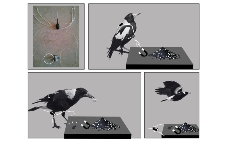 A mischief of magpies defeated scientists’ tracking devices
