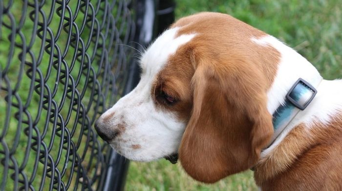National Institutes Of Health Spent $2.3 Million To Inject Beagles With Cocaine