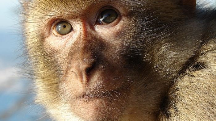 National Institutes Of Health Spent $14M To Get Monkeys High