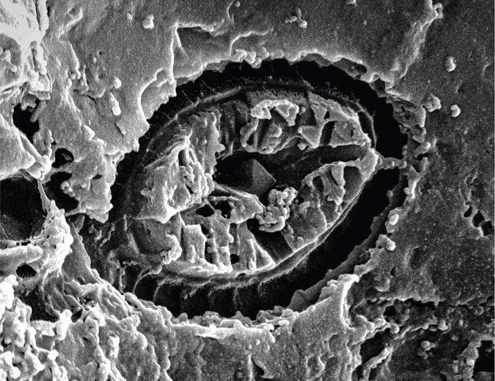 Fossil imprints from oceans of the past