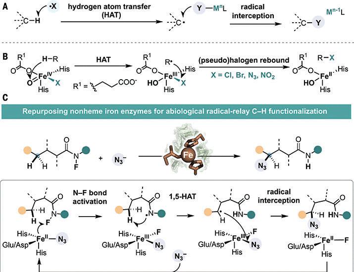 Directed evolution of nonheme iron enzymes to access abiological radical-relay C(sp3)−H azidation