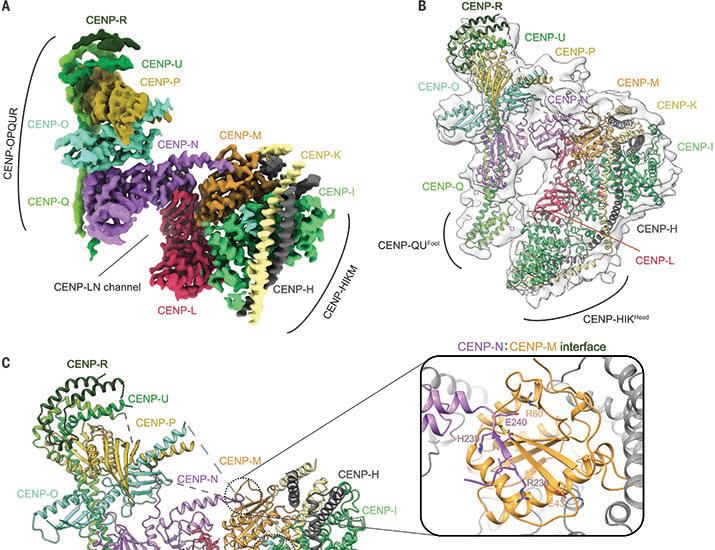 Structure of the human inner kinetochore bound to a centromeric CENP-A nucleosome