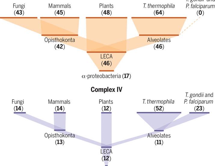 Mitochondrial complex complexification