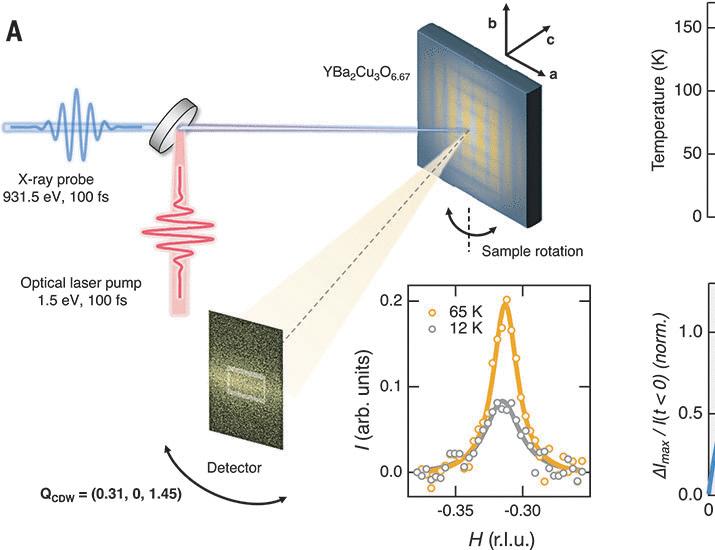 Enhanced charge density wave coherence in a light-quenched, high-temperature superconductor