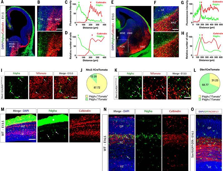 Oligodendrocyte precursors guide interneuron migration by unidirectional contact repulsion