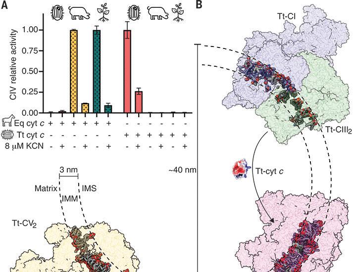 Structures of Tetrahymena’s respiratory chain reveal the diversity of eukaryotic core metabolism