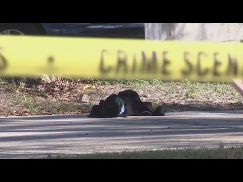 Tampa police urge gun owners to lock up firearms after 12-year-old shot and killed